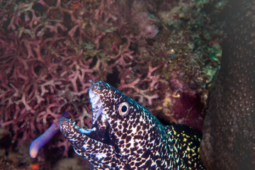 A spotted moray eel hunting for food