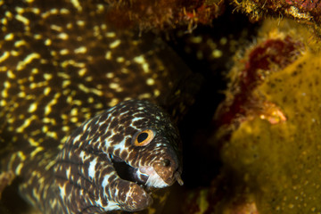 A spotted moray eel hunting for food