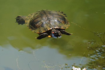 Turtle