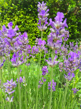Bed of lavender