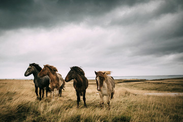 Wild horses standing on steppe