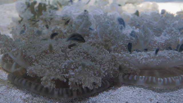 Closeup shot of upside down jellyfish