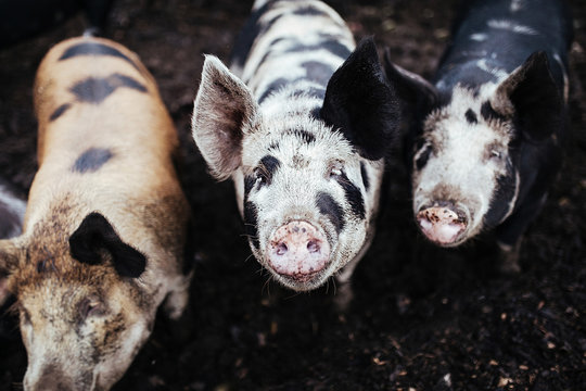 three pigs