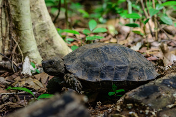 Manouria emys phayei(Biyth,1853) or Asian Giant Tortoise.