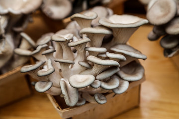Oyster Mushrooms