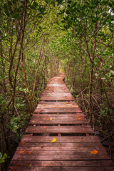 Tree tunnel, Wooden Bridge In Mangrove Forest at Laem Phak Bia, Phetchaburi, Thailand