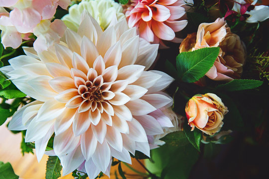 dahlia bloom