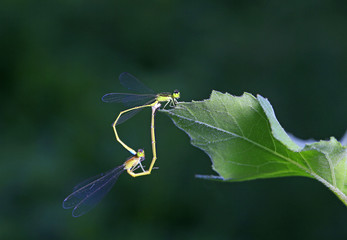 Two Damselfly