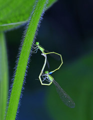 Two Damselfly
