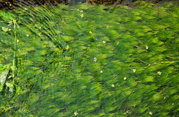 夏の涼感・梅花藻