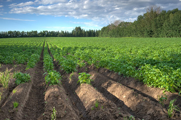 Fototapeta na wymiar View to Potato field in sunny day