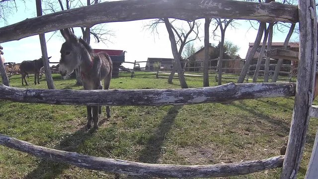 2 in 1,cute donkeys at the fenced farmland