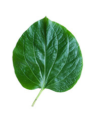 Naklejka na ściany i meble Green betel leaf isolated on the white background