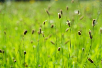 Spitzwegerich (Plantago lanceolata)