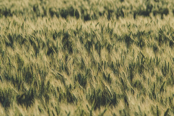 Harvest. Rye field in the evening sun