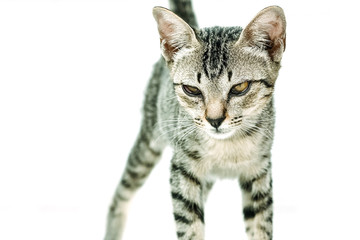 A homeless cat is walking on a white background.
