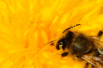 A bee collects honey in a flower