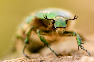 The bronzed beetle crawls along the stone