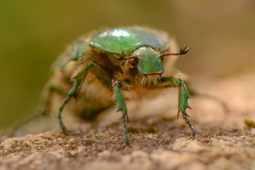 The bronze beetle crawls on the stone