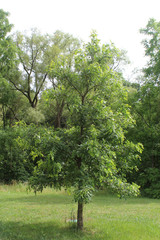 Fototapeta premium Little tree