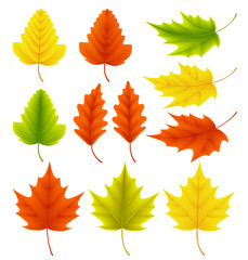 Fall leaves vector collection. Set of autumn leaves like maple and oak with different colors isolated in white background. Vector illustration.
