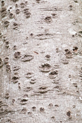 Closeup of tree trunk in dry tropical evergreen forest.