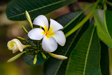 White plumeria blossom