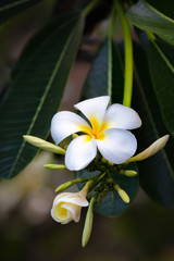 White plumeria blossom