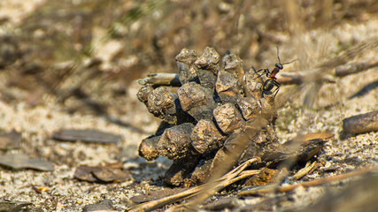 Macro image of a single ant climbing up the pine cone on the forest ground on a sunny summer day