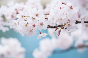 Cerisier en pleine floraison