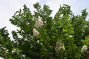 サルスベリの花