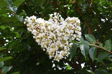 サルスベリの花
