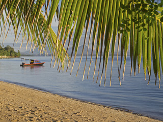 Fototapeta na wymiar Palm tree curtain, Palmenblatt am tropischen Strand
