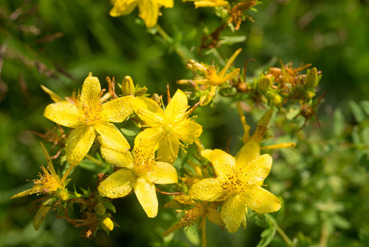 Fototapeta St. John's wort flowers selective focus