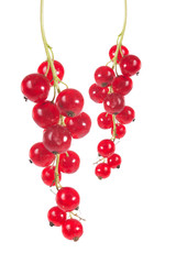 Johannisbeeren / rot Johannisbeeren