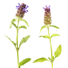 Common self-heal or brownwort (Prunella vulgaris) isolated on white background. Medicinal plant