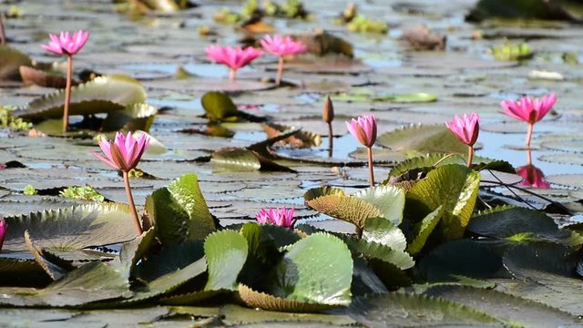 Pink water lily flowers in the lake 
