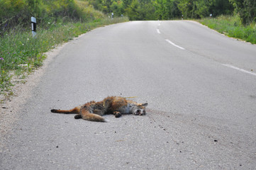 Dead fox on asphalt road after car accident. Fox was run over while crossing the street