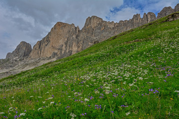 Italy South Tyrol Dolomites Rosengarten Rotwand flowers