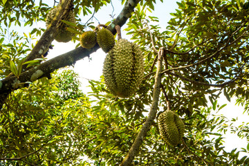 Big durian on the tree orchard