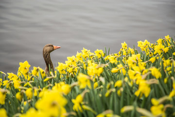 Duck between flowers 
