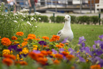 Seagull between flowers