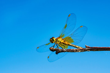 Summer landscape. Insect dragonfly sits on brown branch against bright blue sky