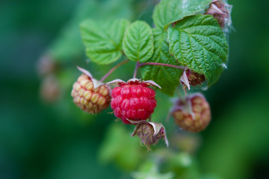Summer landscape.Red ripe and green berries of raspberry in nature branch 