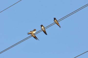 Swallows sitting on wires and rest against the blue sky. Swallow bird in natural habitat
