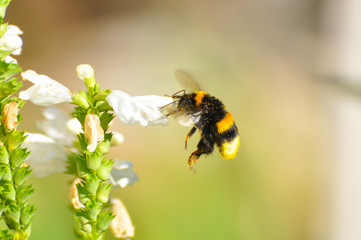 Bumble bee flies near to a wildflower. Bumble Bee feeding and pollinate flowers in garden