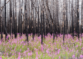 Burnt forest after a big forest fire in Sweden with wildflower in the front