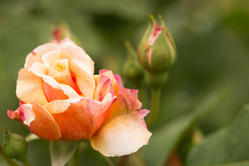 Rose on a garden.