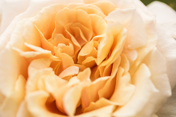 Detail of a rose.