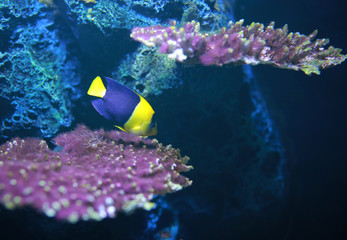 Bicolor angelfish (Centropyge bicolor).